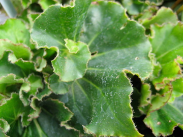 B. ‘Fairyland’
